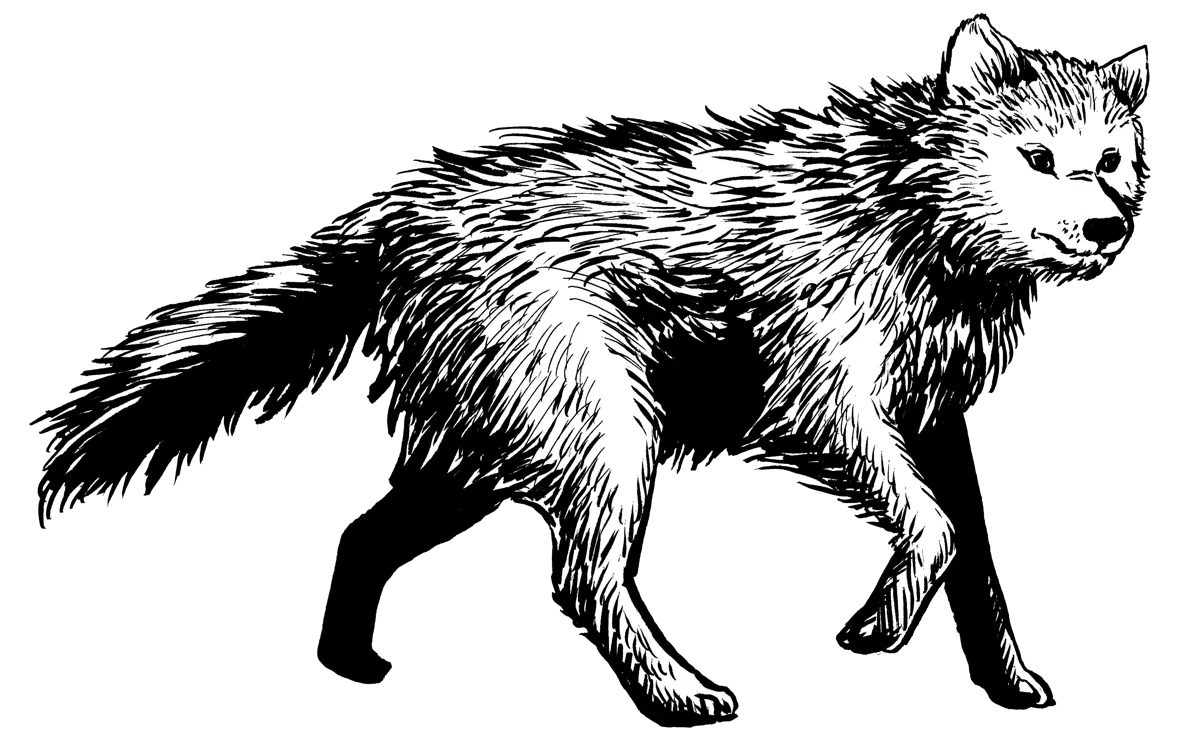 Wolf
